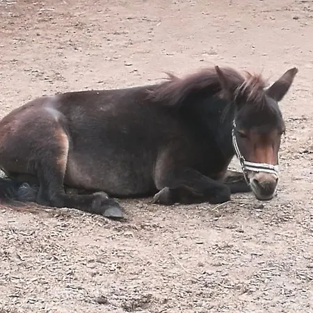 502 Strandruhe Grömitz