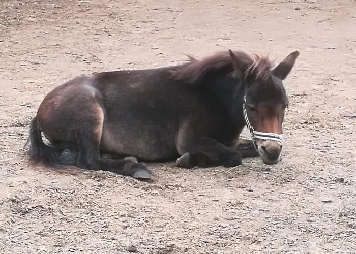 502 Strandruhe Grömitz