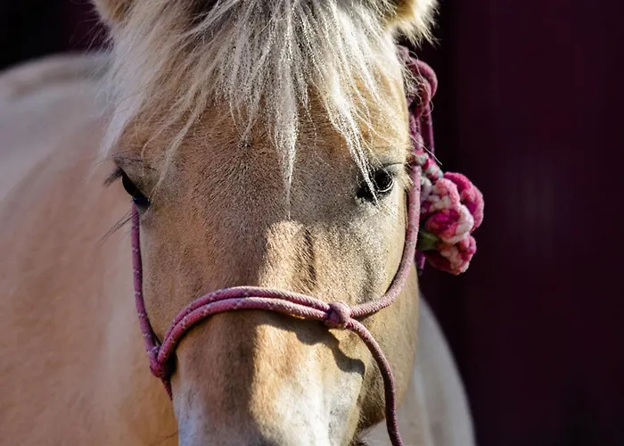 502 Strandruhe Appartement