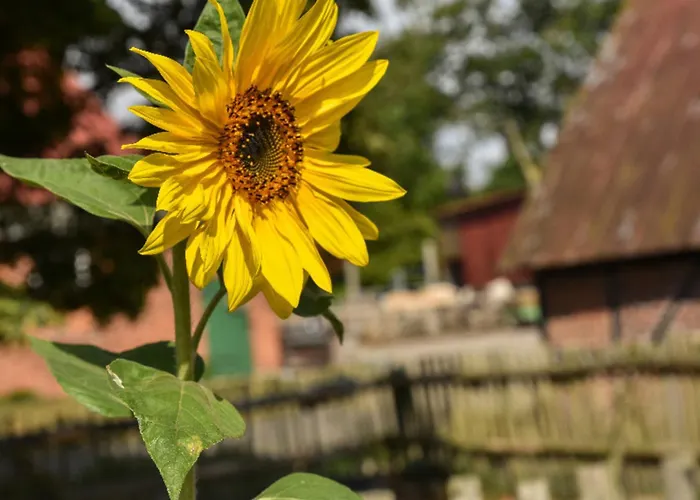 502 Strandruhe Appartement *